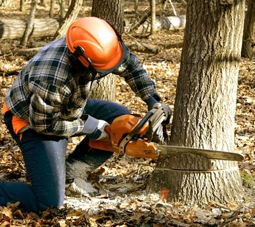 Tree Removal in Mount Calm, TX